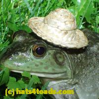 /home//u458753944/public_html/sourcegallery/////Frogs/More bullfrogs/P6020094.JPG